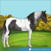 Horse Color:Smoky Black Tobiano Rabicano 