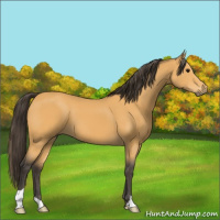 Horse Color:Buckskin 