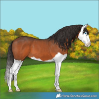 Horse Color:Bay Splash 