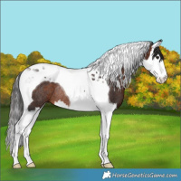 Horse Color:Brown Splash Tobiano Rabicano 