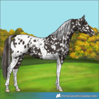 Horse Color:Liver Chestnut Tobiano Appaloosa 