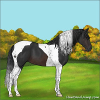 Horse Color:Brown Tobiano 