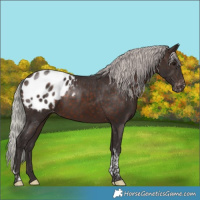 Horse Color:Silver Brown Tobiano Appaloosa 