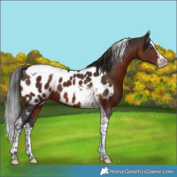 Horse Color:Brown Splash Tobiano Appaloosa 