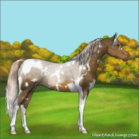 Horse Color:White Spotted Chocolate Palomino Tobiano 