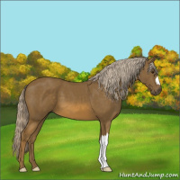 Horse Color:Chocolate Palomino 