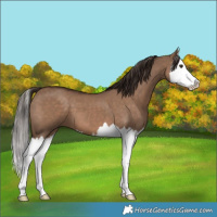 Horse Color:Liver Red Dun Splash 