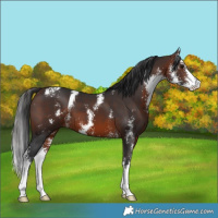 Horse Color:Brown Sabino 