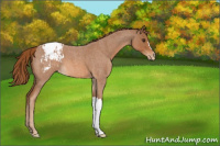 Horse Color:Red Roan Appaloosa 