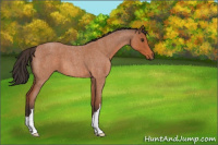 Horse Color:Bay Roan 