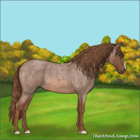 Horse Color:Red Roan 