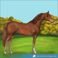 Horse Color:Chestnut 