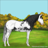 Horse Color:Black Splash Near Fewspot 