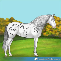 Horse Color:Liver Chestnut Tobiano Appaloosa 