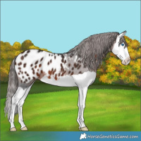 Horse Color:Brown Splash Appaloosa 