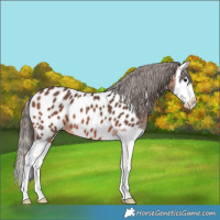 Horse Color:Bay Splash Appaloosa 