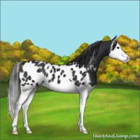 Horse Color:Black Splash Blanket 