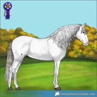 Horse Color:Smoky Black Appaloosa 