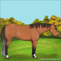 Horse Color:Bay 