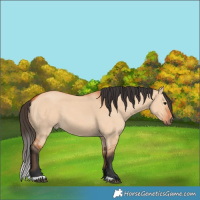 Horse Color:Bay Dun
