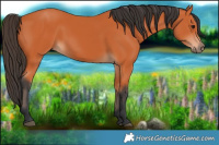 Horse Color:Bay 