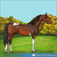 Horse Color:Bay Tobiano 