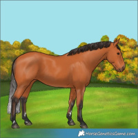 Horse Color:Bay 