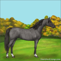 Horse Color:Smoky Blue Roan 