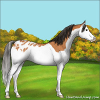 Horse Color:Bay Splash Appaloosa Rabicano 