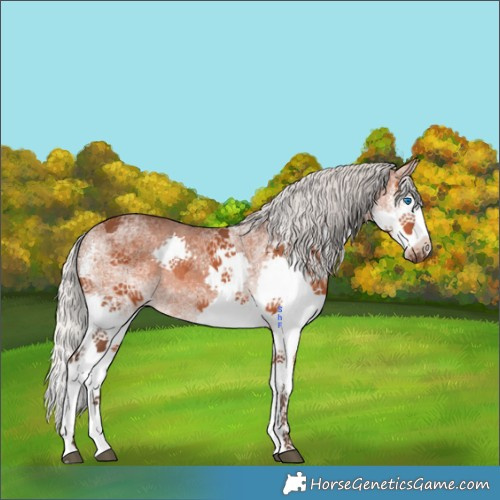 Horse Color:White Spotted Silver Brown Splash Rabicano