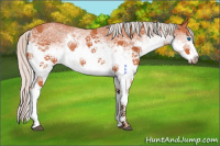 Horse Color:White Spotted Silver Brown Splash Rabicano 