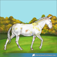 Horse Color:White Spotted Silver Brown Splash Frame Appaloosa