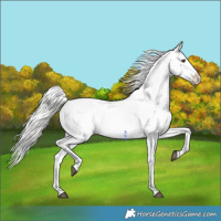 Horse Color:Silver Buckskin Dun Appaloosa