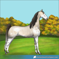 Horse Color:Buckskin Roan Dun Splash 