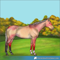 Horse Color:Silver Buckskin Dun 