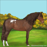 Horse Color:Liver Red Roan Appaloosa 