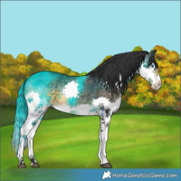 Horse Color:Buckskin Splash 