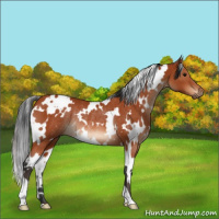 Horse Color:White Spotted Bay Rabicano 