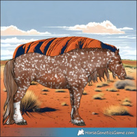 Horse Color:Chestnut Tobiano Appaloosa