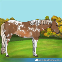 Horse Color:White Spotted Chocolate Palomino Tobiano 