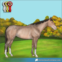Horse Color:Amber Champagne Rabicano