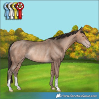 Horse Color:Amber Champagne Rabicano 