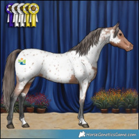 Horse Color:Bay Appaloosa