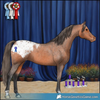 Horse Color:Bay Appaloosa