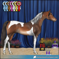 Horse Color:Bay Tobiano 