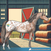 Horse Color:Bay Appaloosa 