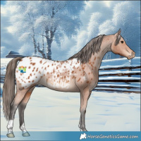 Horse Color:Bay Appaloosa 
