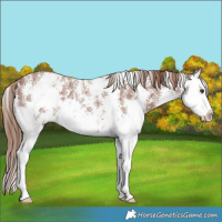 Horse Color:Chestnut Sabino Splash 