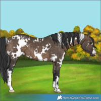 Horse Color:White Spotted Brown Dun Brindle 