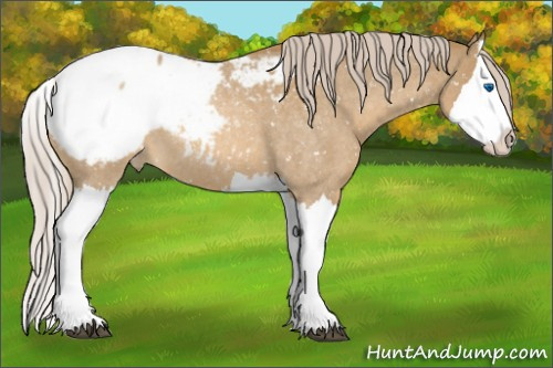 Horse Color:Palomino Roan Splash Appaloosa 